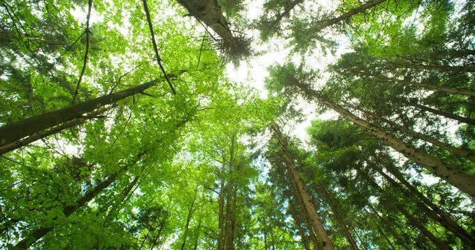 Low angle, ultra-wide shot of tall forest tree top or canopy in the summer. Light breeze, real time, no people