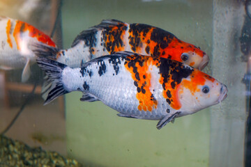 A school of koi fish swims in a fish tank. It is a beautiful fish with a long body and flat sides....