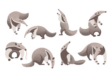 Set of cute Anteater mammal cartoon animal design vector illustration isolated on white background