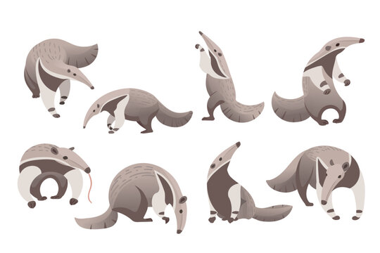 Set of cute Anteater mammal cartoon animal design vector illustration isolated on white background