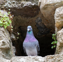 Pigeon in a Hole.