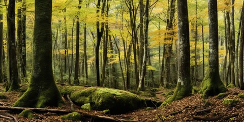 Wild ligh nature outdoor inside forest landscape background. Adventure travel hiking vibe scene