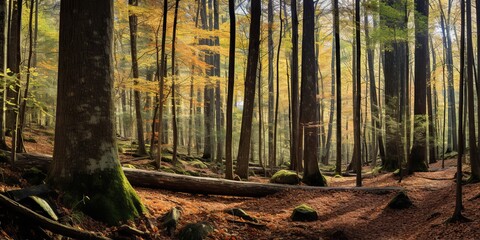 Wild ligh nature outdoor inside forest landscape background. Adventure travel hiking vibe scene