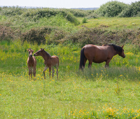 New Forest Foals.