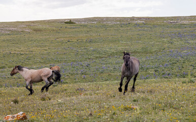 Wild Horses in the Pryor Mountains Montana in Summer