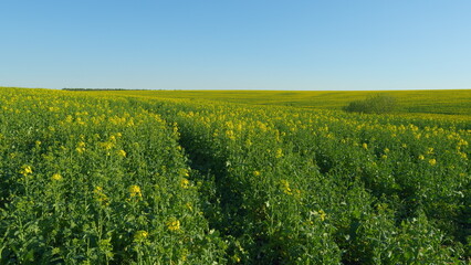 Organic Rapeseed Field In Full Blow And Yellow Blossoms Blooming In Spring. Blooming Rapeseed Field On A Sunny Day. Beautiful Blooming Rapeseed Field Blue Sky In Springtime.