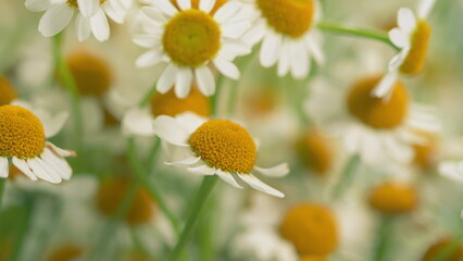 Fototapeta premium Field Of Chamomiles At Sunny Day At Nature. Common Daisy. Beautiful Summer Meadow.