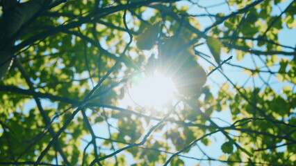Sun Glare. Sun Shines Through Foliage. Tree Leaves With Sunlight. Looking Up At Sunbeams In Forest....