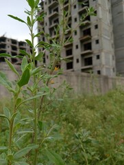 A developing building with small growing palnt.