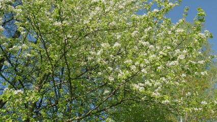 Fototapeta premium White Pear Blossom Blooming In A Garden. Pear Tree In Spring Season. Beautiful Branch On Spring Day. Blossom Pear White Flower Tree On Nature Background.