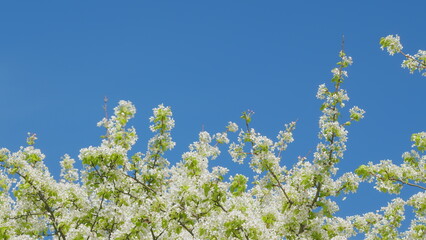 Pear Tree Blooming With White Flowers In Spring. Nice White Pear Spring Flowers Branch On Tree Nature Awakening. Springtime Contest.