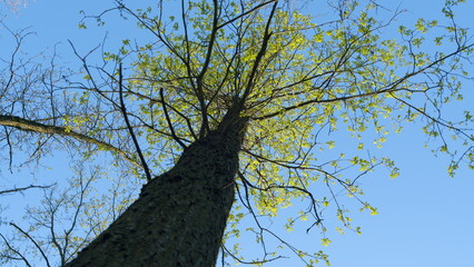 Oak Leaves And Pine Branches Against Blue Sky. Bright Green Leaf In Spring Nature. Green Oak...