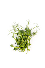 Fresh grown microgreens isolated on white background. Home grown healthy superfood microgreens.  Sprouted peas Seeds