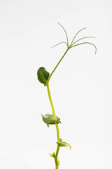 Fresh grown microgreens isolated on white background. Home grown healthy superfood microgreens.  Sprouted peas Seeds
