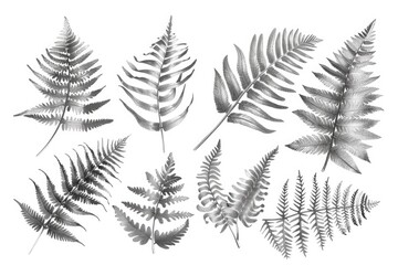 A collection of various fern leaf types, ideal for botanical or nature-themed images