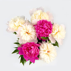 Peonies flowers. Floral beautifull background. Closeup. Nature.