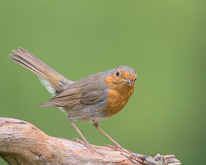 Robin perched on a branch in its natural environment on a mountain in Bizkaia