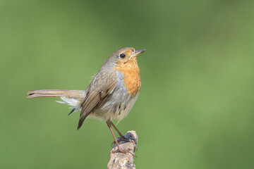 Robin perched on a branch in its natural environment on a mountain in Bizkaia