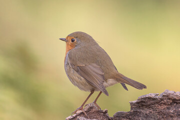 Robin perched on a branch in its natural environment on a mountain in Bizkaia