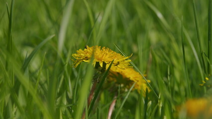 Fototapeta premium Clearing Of Bright Yellow Flowers In A Green Meadow. Green Grass And Blooming Dandelions In Spring.