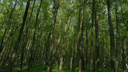 Fototapeta premium Lush Green Foliage Of Trees With Afternoon Sun. Trees Tops Of Trees With Lush Green Fresh Leaves Against Blue Sky.