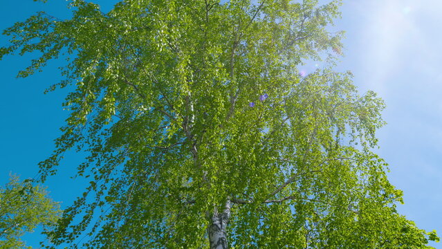 Trees During Summer Growth Of Green Foliage. Branches With Green Leaves Against A Blue Sky. Green Leaves Rustle In Wind.