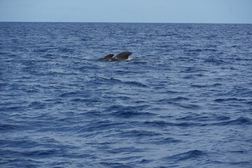 Naklejka premium Pilot whales in Tenerife, summer 2024