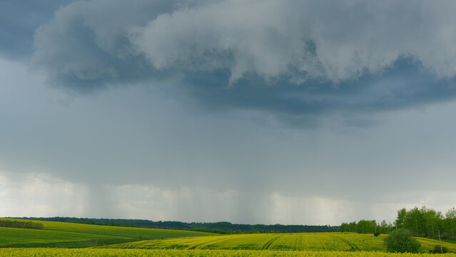 Field With Yellow Rapeseed Flowers. Swaying In Wind Against Blue Sky. Field With Yellow Flowering Rapeseed Plants In Spring. Canola Agriculture Field.