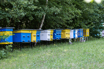 Bee hives in the forest. Bees in the beehive. Bees fly near the hive. Natural production of honey