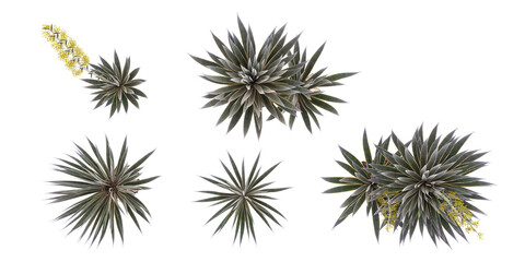 Agave angustifolia marginata plants with transparent background, 3D rendering from the top view