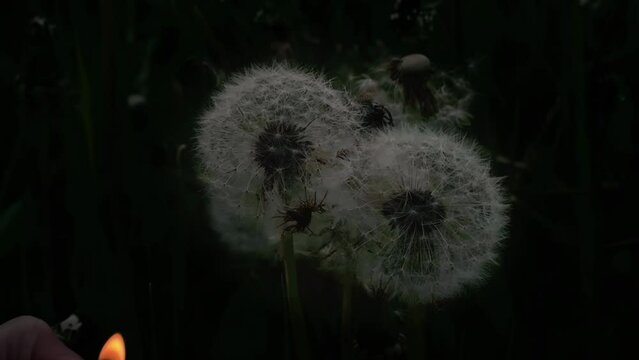Slow-Mo ignition of a blossomed dandelion.