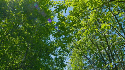 Fototapeta premium Camera Movement Through Forest Trail In Deciduous Forest. Country Road Along Roadside In Countryside.