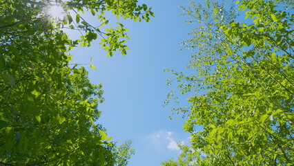 Fototapeta premium Hiking Trail Walking Path In Wild Green Deciduous Forest Moving Forward. Beautiful Forest.
