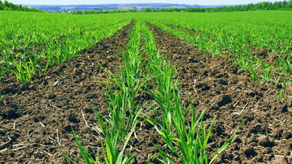 Concept Agricultural Industry. Young Green Wheat Growing In Soil. Green Wheat Sprouts On Field....