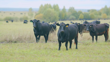Cows grazing on farm. Black cow grazing in meadow. Animal husbandry. Static view.