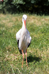 White stork. A bird with a long beak