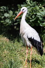 White stork. A bird with a long beak