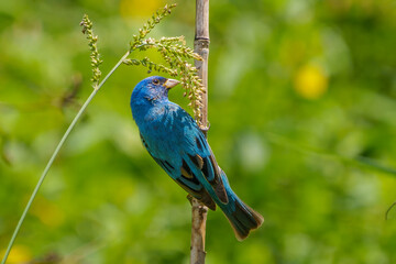 Indigo Bunting