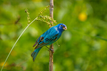 Indigo Bunting