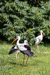 White stork. A bird with a long beak