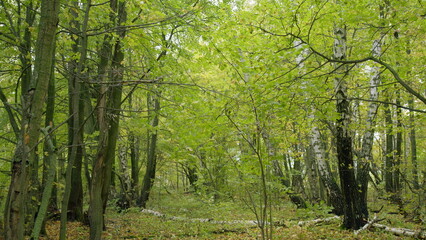 Change of seasons nature. Fallen leaves in forest. Beautiful nature for background. Static view.