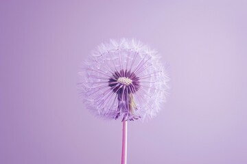 A single dandelion flower with a bright pink stem growing in a vibrant purple background, great for nature, garden, or floral-themed images