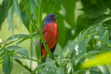 Painted Bunting male