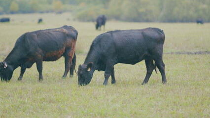 Obraz premium Black angus beef cow. Cow on a green summer pasture. Black cows stand grazing on meadow field. Selective focus.