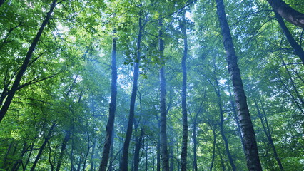 Obraz premium Green forest landscape with sun light rays. Nature with beautiful sunlight. Spring time. Wide shot.