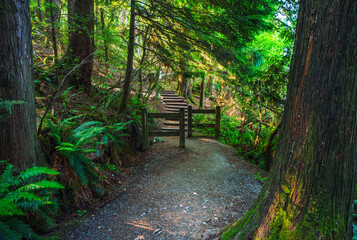 Mossy tree trunk at the side of heavily-shaded BC forest trail.