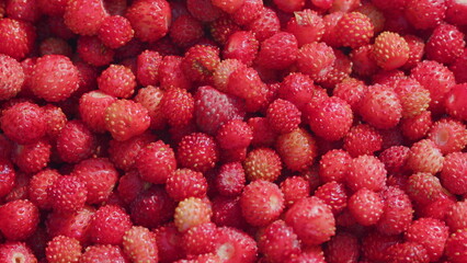 Sweet and fragrant berry. Forest tasty berry harvest. Close up.