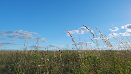 Obraz premium Nature concept. Wild grass sway from wind against blue sky. Landscape without people. Low angle view.