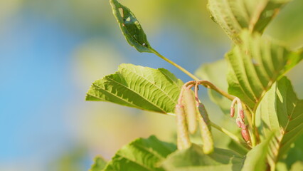 Alder is a species of tree in birch family. Green cones and leaves of alder tree in park. Rack...