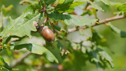 Oak branch with green leaves and acorns. Oak autumn leaves and acorns. Slow motion.
